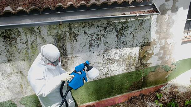 Trusted Basement Mold Remediation service in Jackson, KY - Cheap Mold Removal